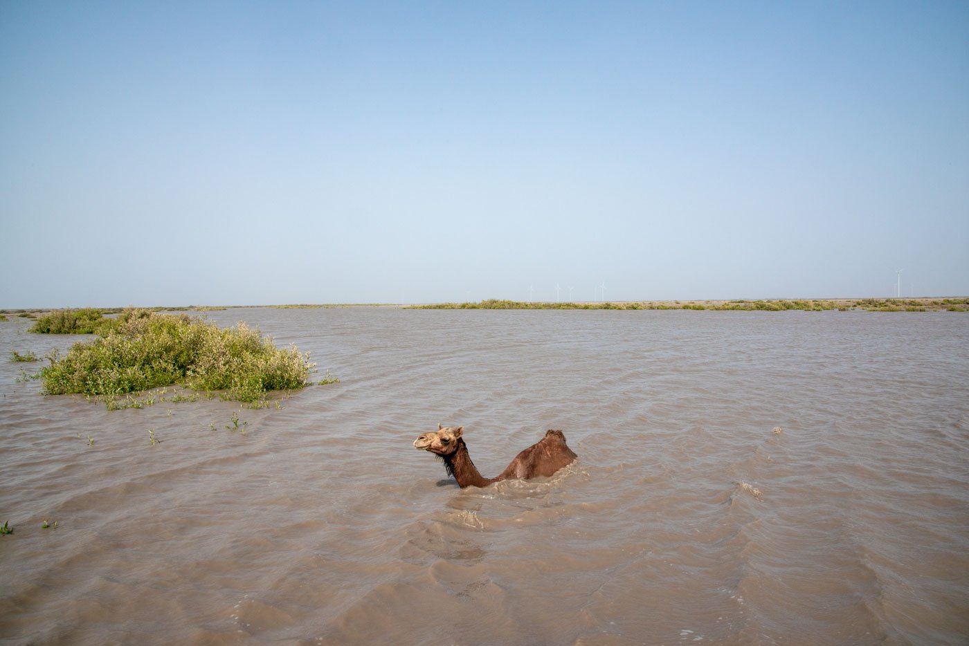 A full-grown Kharai camel looking for mangrove plants