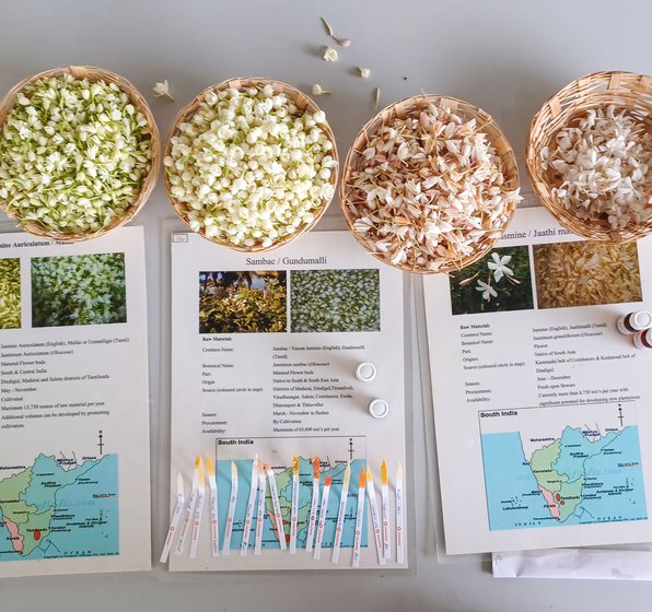 Varieties of jasmine laid out during a smelling session at the jasmine factory. Here 'absolutes' of various flowers were presented by the R&D team