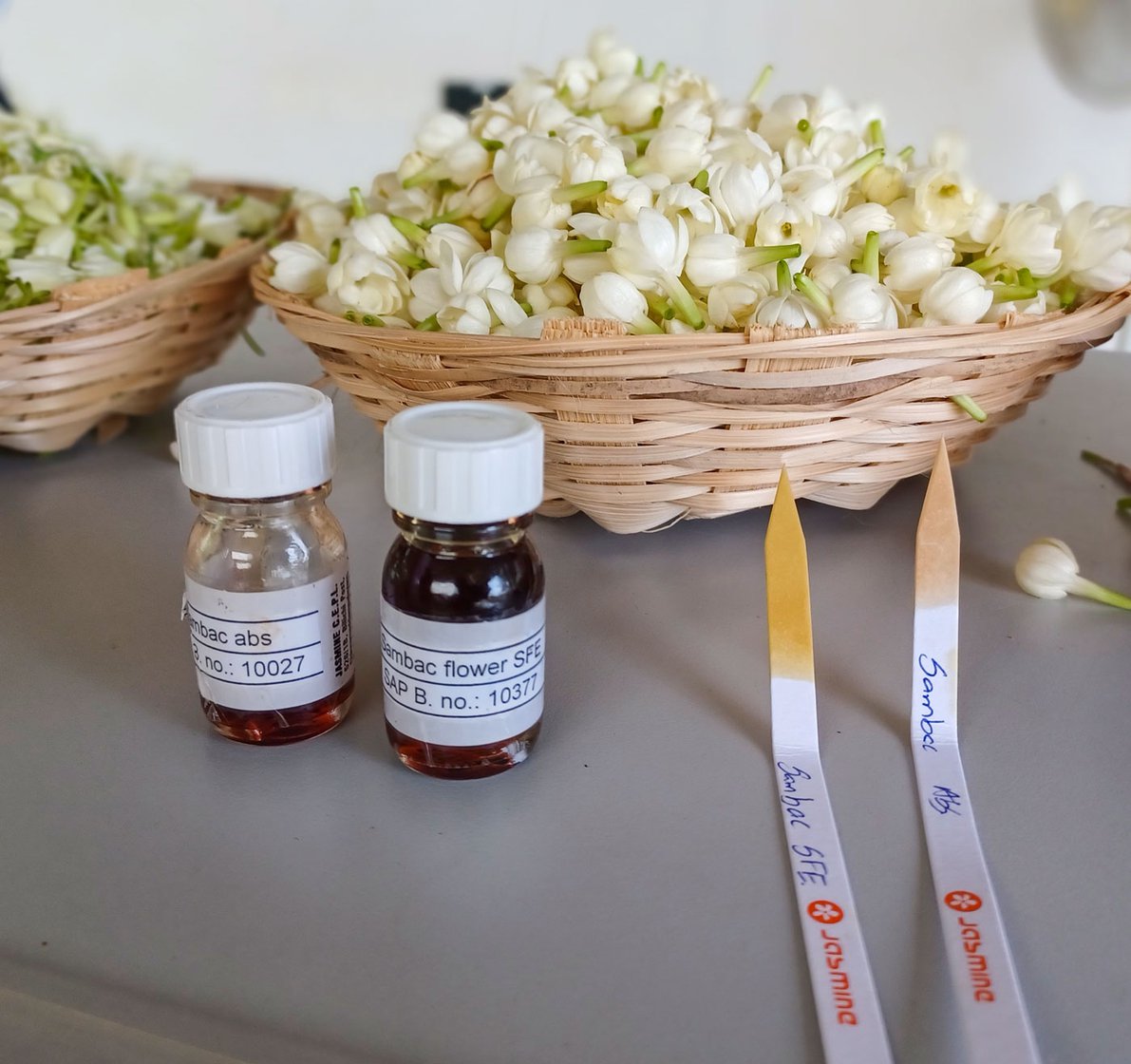 Varieties of jasmine laid out during a smelling session at the jasmine factory. Here 'absolutes' of various flowers were presented by the R&D team