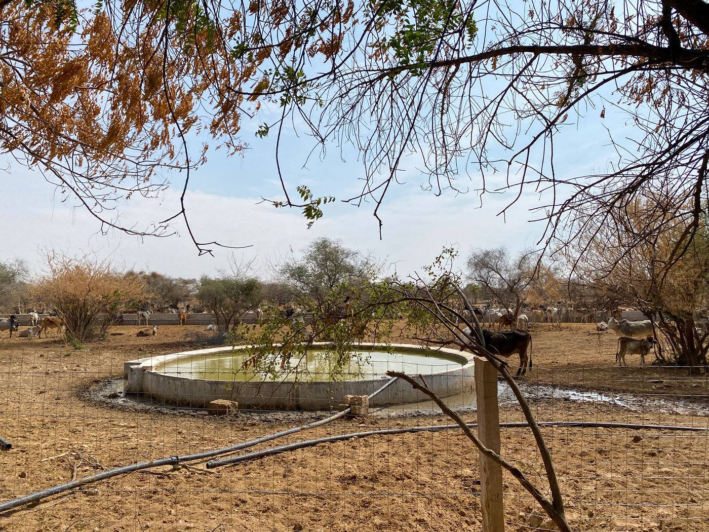 The gaushala (cow shelter) houses roughly 44,000 cows and bulls of different breeds – Gir, Tharparkar, Rathi and Nagori