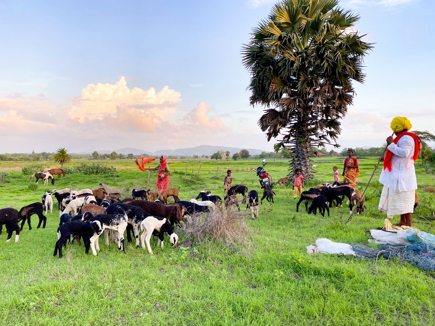 Selling lambs, sheep and goats is the main source of sustenance for the Dhangar families, headed by Prakash (right image) – with his wife Jayshree (left) and niece Zai
