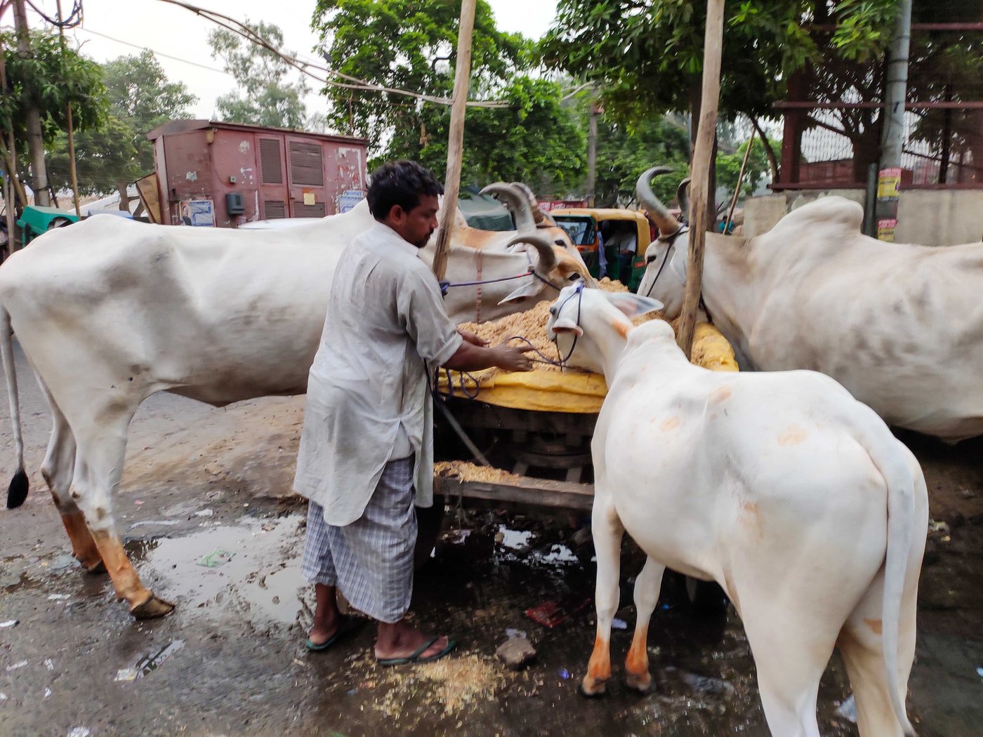 The oxen are given a feed of chaff of wheat or rice, and straw of Bengal gram every morning, afternoon and evening. In summer, to help the animals cope with the high temperature and recover energy, jaggery, milk, butter and amla murabba (preserve) are added to the feed
