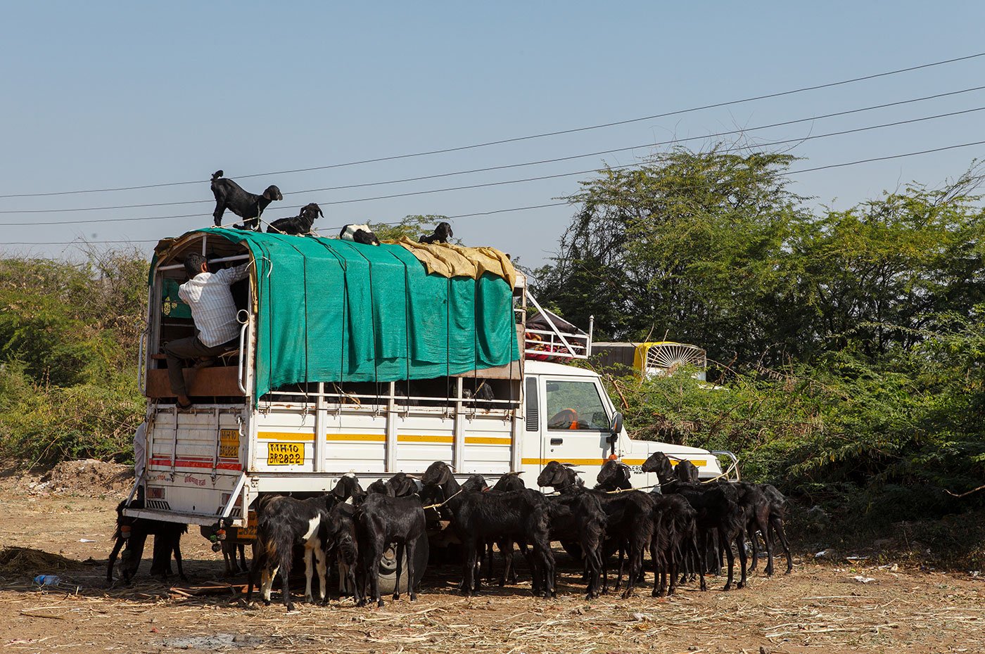 Trucks, Goats all around