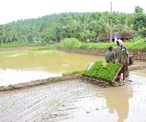 Man and woman in paddy field in Varavattoor village.