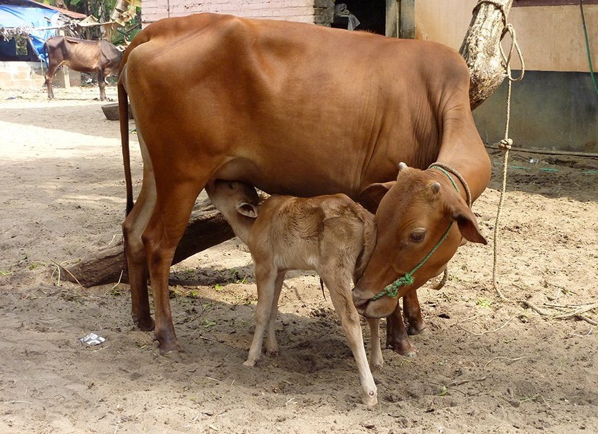 Mother and child: the mother is a Vechur cow, the world's smallest cattle breed – she is 82 centimetres tall. The calf is just hours old